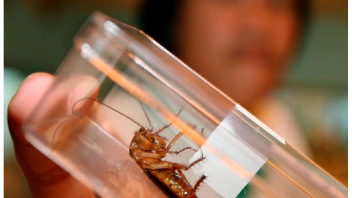 الكيمياء تكشف أن الصراصير أخطر على منزلك مما تظن الكيمياء تكشف أن الصراصير أخطر على منزلك مما تظن