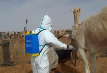 مع تعافي بؤرتين في نواكشوط.. بؤر الوادي المتصدع ترتفع إلى 57 مع تعافي بؤرتين في نواكشوط.. بؤر الوادي المتصدع ترتفع إلى 57