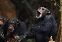 علماء: الشمبانزي يغير رأيه ويفكر بعقلانية علماء: الشمبانزي يغير رأيه ويفكر بعقلانية