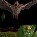 “الأسد الصغير”.. كيف يتصرف الخفاش كأنه ملك الغابة؟ "الأسد الصغير".. كيف يتصرف الخفاش كأنه ملك الغابة؟