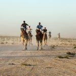 وزارة الشباب تشكل لجنة لتنظيم رياضة سباق الإبل في موريتانيا وزارة الشباب تشكل لجنة لتنظيم رياضة سباق الإبل في موريتانيا