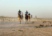 وزارة الشباب تشكل لجنة لتنظيم رياضة سباق الإبل في موريتانيا وزارة الشباب تشكل لجنة لتنظيم رياضة سباق الإبل في موريتانيا