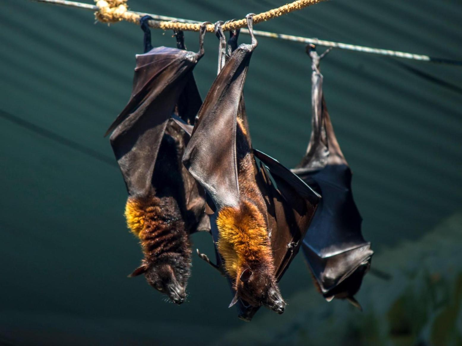 معجزة التصميم.. الخفافيش تتعايش مع المرض دون أن تمرض معجزة التصميم.. الخفافيش تتعايش مع المرض دون أن تمرض