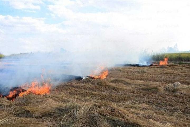 ملاحقة قانونية للمتسببين في حرائق غورغول ملاحقة قانونية للمتسببين في حرائق غورغول