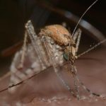 اكتشاف بكتيريا سورية تضبط سلوك البعوض عالميًا اكتشاف بكتيريا سورية تضبط سلوك البعوض عالميًا