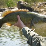 سمكة تقطع مسافة دولة كاملة في هجرة لم تُسجل من قبل سمكة تقطع مسافة دولة كاملة في هجرة لم تُسجل من قبل