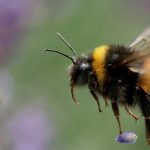 النحل يفهم شفرات مورس ويدرك الزمن بذكاء ميكروسكوبي النحل يفهم شفرات مورس ويدرك الزمن بذكاء ميكروسكوبي