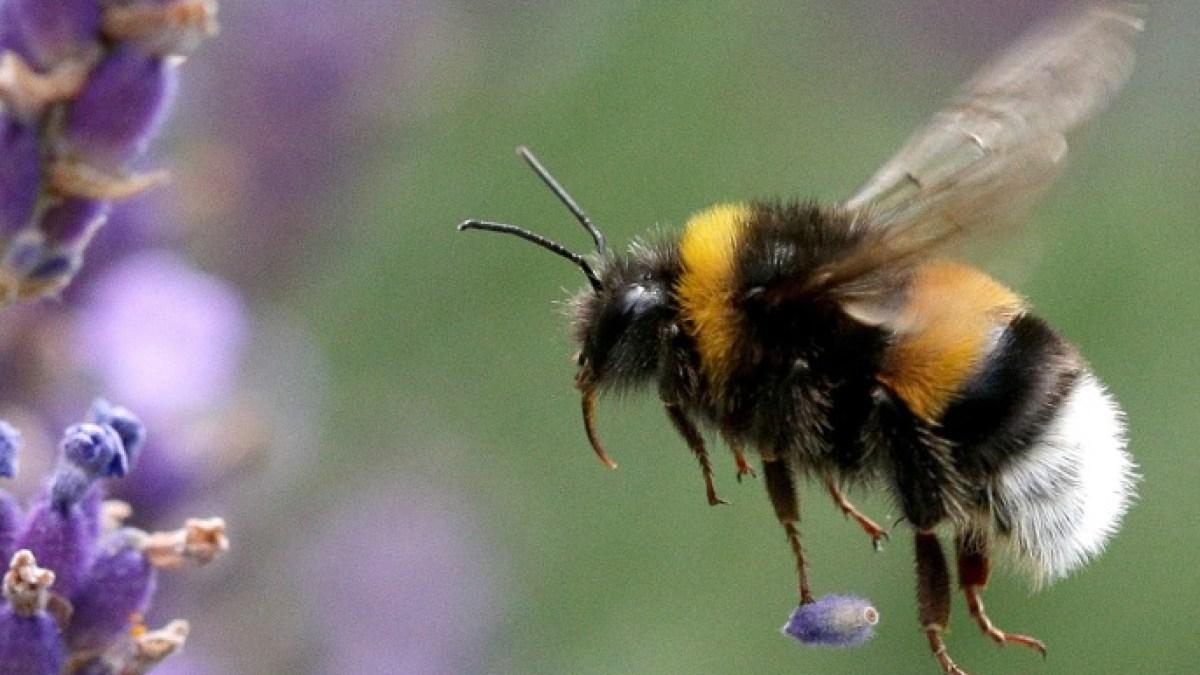 النحل يفهم شفرات مورس ويدرك الزمن بذكاء ميكروسكوبي النحل يفهم شفرات مورس ويدرك الزمن بذكاء ميكروسكوبي