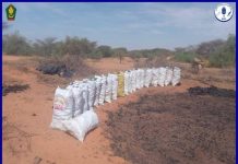 القبض على عصابة تحويل أشجار الغابات إلى فحم في روصو القبض على عصابة تحويل أشجار الغابات إلى فحم في روصو