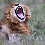 الذكاء الاصطناعي يكشف سرا خفيا في لغة الأسود الذكاء الاصطناعي يكشف سرا خفيا في لغة الأسود