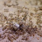 سقوط دفاعات “النمل المجنون” واكتشاف الثغرة سقوط دفاعات "النمل المجنون" واكتشاف الثغرة