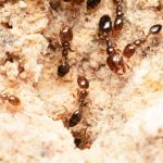 “نملة الشارقة”.. اكتشاف مثير عابر للحدود الإماراتية "نملة الشارقة".. اكتشاف مثير عابر للحدود الإماراتية