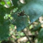 عناكب تصنع “خيال مآتة” لحمايتها من المفترسات عناكب تصنع "خيال مآتة" لحمايتها من المفترسات