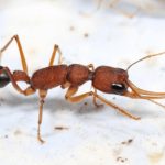 انقلاب عسكري في قصر ملكة النمل انقلاب عسكري في قصر ملكة النمل