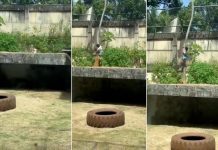 لبؤة تقتل رجلاً في حديقة حيوان بالبرازيل لبؤة تقتل رجلاً في حديقة حيوان بالبرازيل