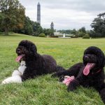 كلبك “المهذب” يحمل داخله بقايا ذئب قديم كلبك "المهذب" يحمل داخله بقايا ذئب قديم