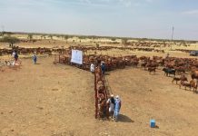 موريتانيا تطلق حملة لتحصين 11 مليون رأس من المواشي موريتانيا تطلق حملة لتحصين 11 مليون رأس من المواشي