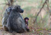 قردة البابون الغينية توزع اللحم حسب الطبقات الاجتماعية قردة البابون الغينية توزع اللحم حسب الطبقات الاجتماعية