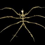 اكتشاف كائنات جديدة لافتة في موقع تعدين بالمحيط الهادي اكتشاف كائنات جديدة لافتة في موقع تعدين بالمحيط الهادي