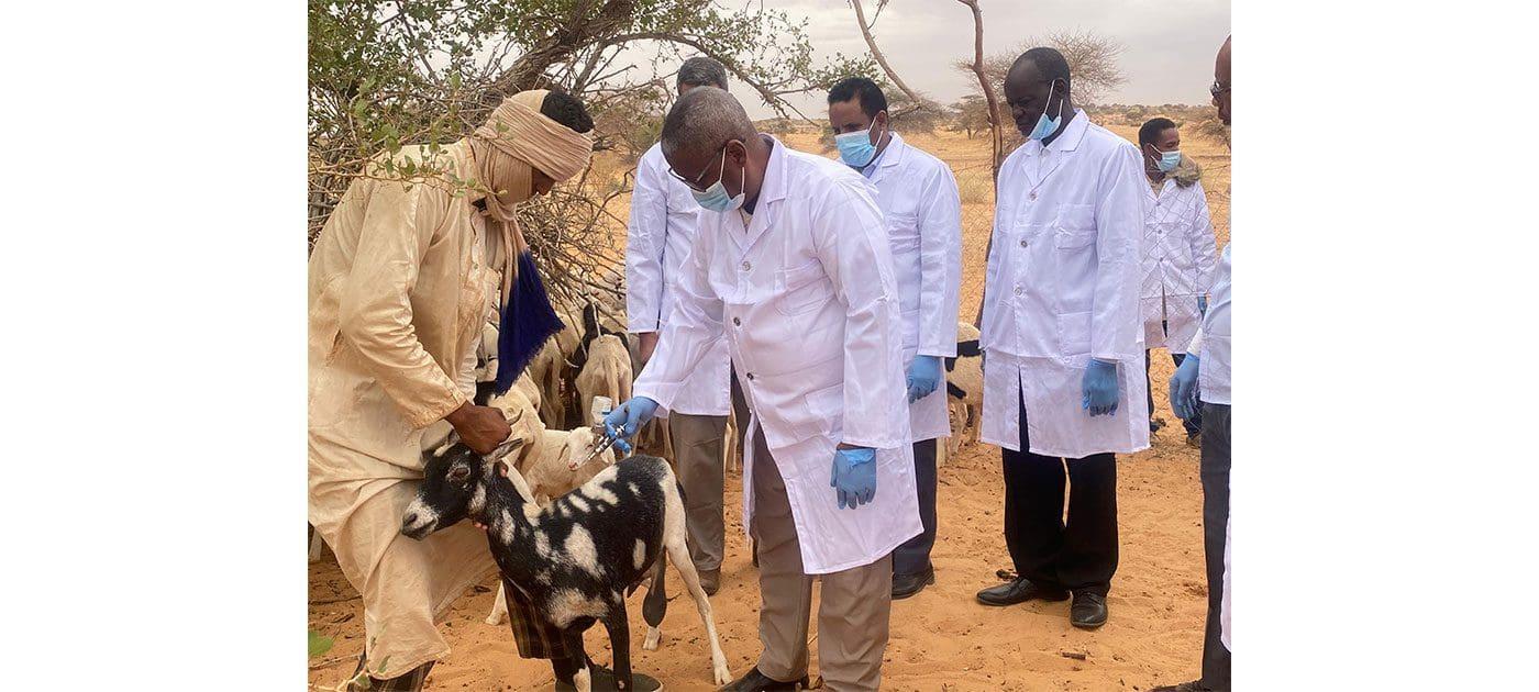 التنمية الحيوانية: أمراض المواشي بتكانت ناتجة عن عدم التلقيح التنمية الحيوانية: أمراض المواشي بتكانت ناتجة عن عدم التلقيح