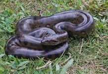 أناكوندا عمرها 12 مليون سنة.. عملاق صمد حين انقرض الآخرون أناكوندا عمرها 12 مليون سنة.. عملاق صمد حين انقرض الآخرون