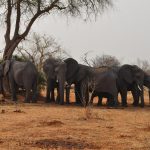 في بوتسوانا.. طريقة جديدة لحل الخلاف بين البشر والفيلة في بوتسوانا.. طريقة جديدة لحل الخلاف بين البشر والفيلة