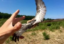 طيور مهاجرة بدقة “ساعة سويسرية”.. والسر في جهاز وزنه غرام طيور مهاجرة بدقة "ساعة سويسرية".. والسر في جهاز وزنه غرام