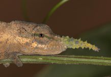 حرباء “بينوكيو” التي خدعت العلماء 150 عاما.. ثم كشفتها الجينات حرباء "بينوكيو" التي خدعت العلماء 150 عاما.. ثم كشفتها الجينات