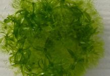 الطحلب الياباني الذي نجا لأكثر من 9 أشهر في الفضاء الطحلب الياباني الذي نجا لأكثر من 9 أشهر في الفضاء