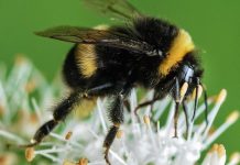 لم تعد الألوان اللامعة نادرة في الطبيعة؟ النحل يجيب لم تعد الألوان اللامعة نادرة في الطبيعة؟ النحل يجيب