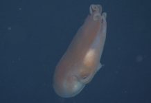 أخطبوط “ذو سبعة أذرع” يعود من العتمة ليدهش العلماء أخطبوط "ذو سبعة أذرع" يعود من العتمة ليدهش العلماء