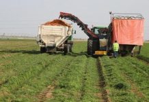 مزارعون في روصو يحتجون للمطالبة بتسويق محصول الأرز مزارعون في روصو يحتجون للمطالبة بتسويق محصول الأرز