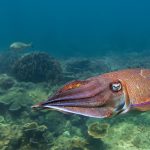 الحبار الفرعوني.. علاج التهابات محتمل من أعماق البحر الأحمر الحبار الفرعوني.. علاج التهابات محتمل من أعماق البحر الأحمر