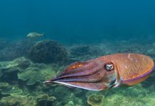 الحبار الفرعوني.. علاج التهابات محتمل من أعماق البحر الأحمر الحبار الفرعوني.. علاج التهابات محتمل من أعماق البحر الأحمر