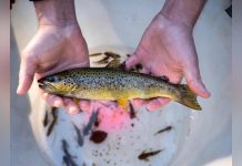 تجارة الأسماك العالمية تنشر سموم “أبدية” في البيئة تجارة الأسماك العالمية تنشر سموم "أبدية" في البيئة