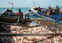 صادرات موريتانيا من الأسماك تصل 782 مليون دولار 2025 صادرات موريتانيا من الأسماك تصل 782 مليون دولار 2025