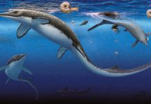 محيطات الأرض تتعافى أسرع بعد “الانقراض الأعظم” محيطات الأرض تتعافى أسرع بعد "الانقراض الأعظم"