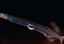 سمكة “النودلز” بلا دمٍ أحمر: كيف تعيش؟ وما سر شفافيتها؟ سمكة "النودلز" بلا دمٍ أحمر: كيف تعيش؟ وما سر شفافيتها؟