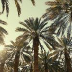 إنتاج آدرار من التمور يصل 16 ألف طن هذا الموسم إنتاج آدرار من التمور يصل 16 ألف طن هذا الموسم