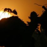 عندما فضّلت النملة العدد على الدرع.. وربحت الرهان عندما فضّلت النملة العدد على الدرع.. وربحت الرهان