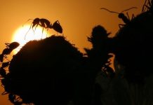 عندما فضّلت النملة العدد على الدرع.. وربحت الرهان عندما فضّلت النملة العدد على الدرع.. وربحت الرهان