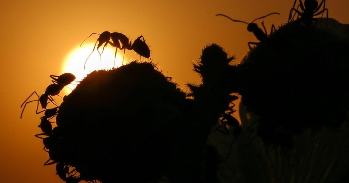 عندما فضّلت النملة العدد على الدرع.. وربحت الرهان عندما فضّلت النملة العدد على الدرع.. وربحت الرهان