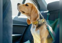 حقيقة الحاسة السادسة: كيف يفند العلم أسطورة الكلاب المعجزة؟ حقيقة الحاسة السادسة: كيف يفند العلم أسطورة الكلاب المعجزة؟