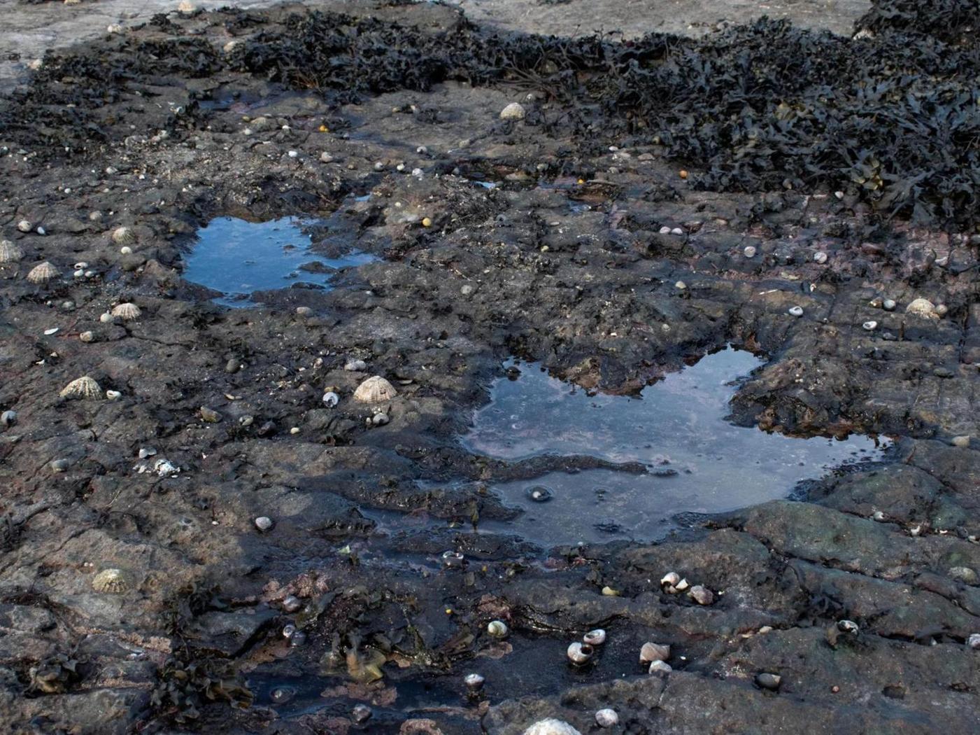 ابتكار ذكاء اصطناعي لكشف آثار أقدام الديناصورات ابتكار ذكاء اصطناعي لكشف آثار أقدام الديناصورات