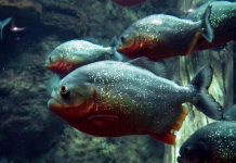 إصابة 10 أشخاص في هجوم لأسماك البيرانا بنهر في البرازيل إصابة 10 أشخاص في هجوم لأسماك البيرانا بنهر في البرازيل