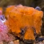 حفلة تحت الماء.. سمكة تعزف عبر طبلة في رأسها حفلة تحت الماء.. سمكة تعزف عبر طبلة في رأسها