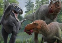 عظمة في الحلق تحسم جدلا عمره عقود حول “تي ريكس القزم” عظمة في الحلق تحسم جدلا عمره عقود حول "تي ريكس القزم"