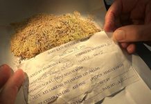 نبات صغير يتحول إلى “شاهد” يساعد محققي الجرائم نبات صغير يتحول إلى "شاهد" يساعد محققي الجرائم