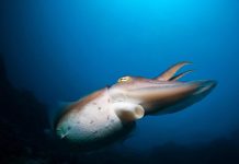 ذكر الحبار يرسل إشارات بضوء غير مرئي حين يتواصل مع أنثاه ذكر الحبار يرسل إشارات بضوء غير مرئي حين يتواصل مع أنثاه