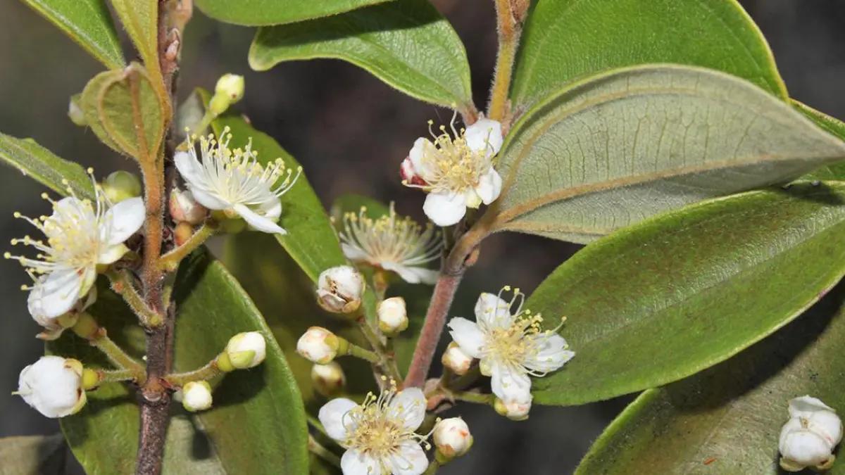 هل يعود هل يعود